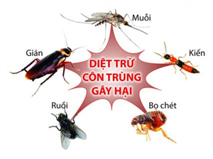 diet-ruoi-muoi-kien-gian
