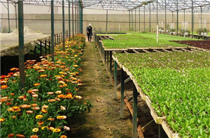 trong-hoa-xen-rau-de-du-con-trung